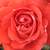 Roșu - Trandafir pentru straturi Floribunda - Scherzo